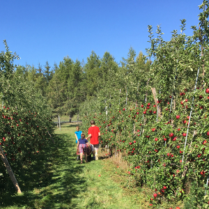 Apple Picking